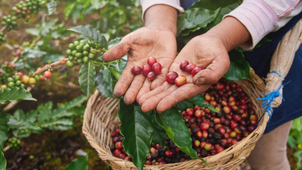 Vietnam is the third largest coffee supplier to China